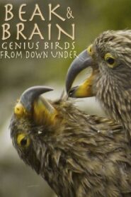 Beak & Brain – Genius Birds from Down Under