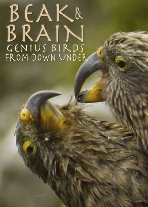 Beak & Brain – Genius Birds from Down Under