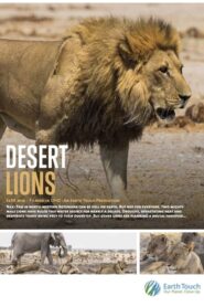 Desert Lions