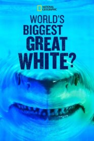 World’s Biggest Great White?