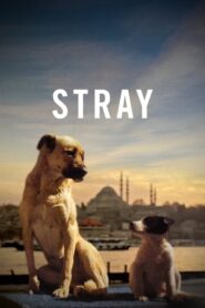 Stray