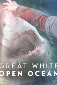 Great White Open Ocean