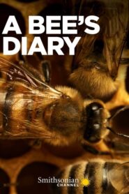 A Bee’s Diary