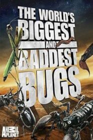 The World’s Biggest and Baddest Bugs