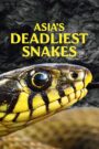 Asia’s Deadliest Snakes