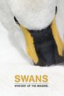 Swans: Mystery of the Missing