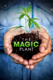 The Magic Plant