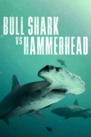 Bull Shark vs. Hammerhead