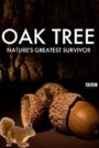 Oak Tree: Nature’s Greatest Survivor