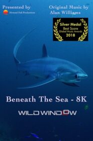 Wild Window: Beneath the Sea