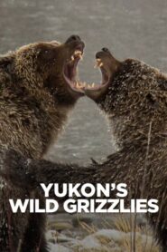 Yukon’s Wild Grizzlies