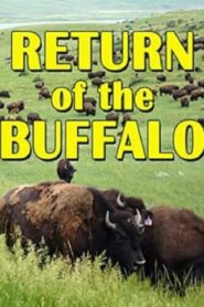 The Return of the Buffalo: Restoring the Great American Prairie