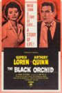 The Black Orchid