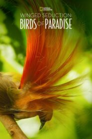 Winged Seduction: Birds of Paradise