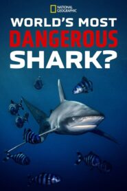 World’s Most Dangerous Shark?