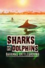 Sharks vs. Dolphins: Bahamas Battleground